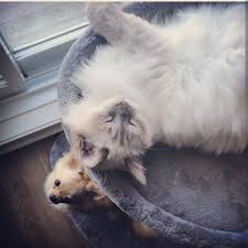 Bubble Et Son Amis Le Chat Souvent On Nous Demande Si Les Chihuahuas Et Les Chats Peuvent S Entendre Nos Chihuahuas Sont Bien S Chihuahua Puppies Animals