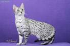 Egyptian Mau Cat Breed Information, Pictures ...