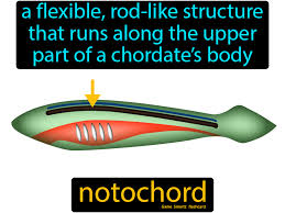 Notochord A Flexible Rod Like Structure That Runs Along The Upper Part Of A Chordate S Body In 2020 Science Flashcards 7th Grade Science Flashcards