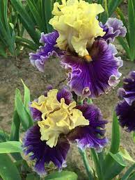 Pin On Flower Mania