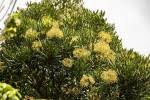 Image result for Neocussonia umbellifera