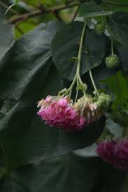 Image result for Dombeya lastii