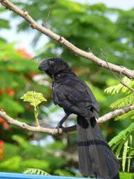 Image result for Arthropteris anniana