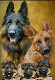 Pin By Bozkir On Wolf Husky Alaskan Dogs German Shepherd Shepherd