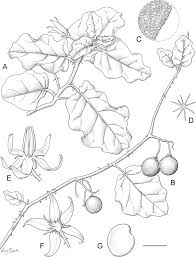 Image result for Solanum zanzibarense