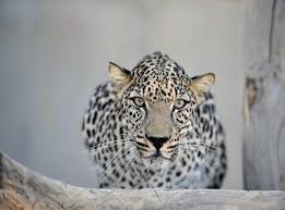 The arabian leopard (panthera pardus nimr) is a leopard subspecies native to the arabian peninsula. Born To Be Wild A Daring Vision Of The Arabian Leopard S Future The Independent