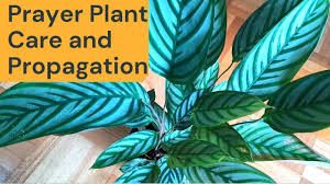 Search for instant quality results at helping.com. Ctenanthe Setosa Compact Star Care And Propagation Prayerplant Youtube