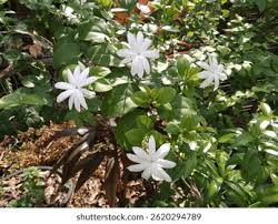 Image result for Jasminum multiflorum