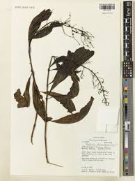 Image result for Bertiera