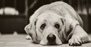 Throwing up white foam is a common symptom that your dog's body is trying to rid itself of a substance that is in their system. Why Is Your Dog Throwing Up White Foam