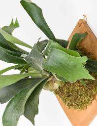 Image result for Platysepalum