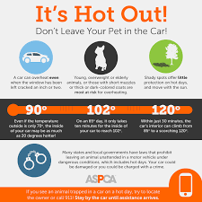 Hot Weather Safety Tips Aspca