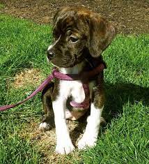 Take advantage of our puppysearch or leisurely browse our directory of hundreds of dog breeds, bogle dog breeders, bogle dogs for adoption, and bogle puppy for. Bogle Dog Boxer Beagle Mix Info Temperament Puppies Pictures