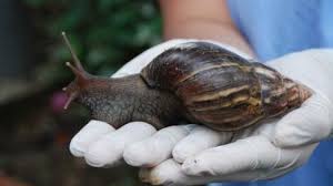 El servicio nacional de sanidad agraria sugirió a la población. Etjkmdhmeostjm