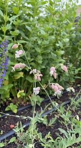 Image result for Silene