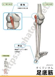Deutsch (ドイツ語) english (英語) español (スペイン語) français (フランス語) italiano (イタリア語) 日本語 한국어 (韓国語) português (ポルトガル語) русский (ロシア語) 中文 (中国語) العربية (アラビア語). è¶³åºç­ Plantaris Rehatora Net