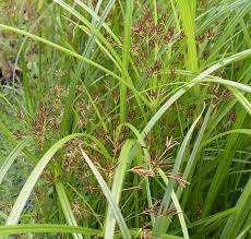 Image result for Cyperus longus