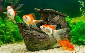 Setting Up Your First Goldfish Tank