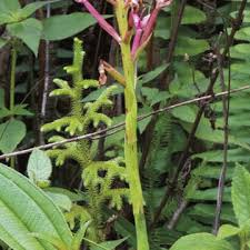 Image result for Disa eminii