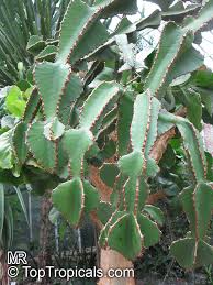 Image result for Euphorbia cooperi