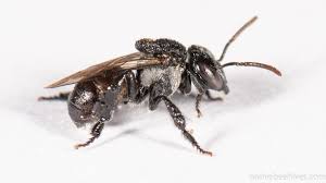 Image result for Tetracera boiviniana