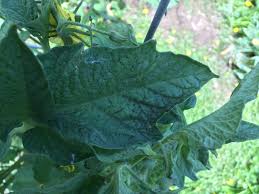 The tiny black spots on the underside of plant leaves could be lace bugs, according to purdue university plant and pest diagnostic laboratory. Tiny Black Spots On Tomato Leaves 470217 Ask Extension