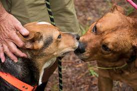 New dogs are arriving at the farm everyday. Almost Home Dog Rescue Nc Home Facebook