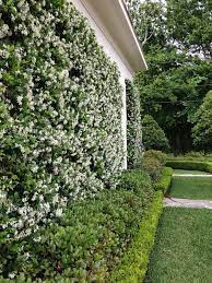Order today with free shipping. Star Jasmine Wall Backyard Landscaping Designs Privacy Landscaping Backyard Fences