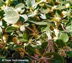 Image result for Alternanthera pungens