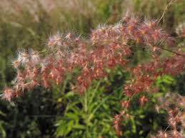 Image result for Melinis repens