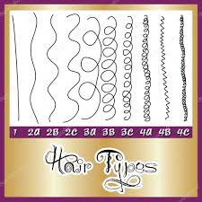 Hair Types Chart Stock Vector Basheeradesigns 3999644