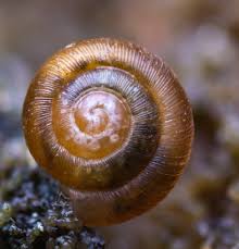 Image result for Thesium pygmaeum