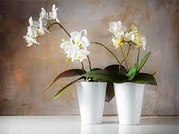 Even if your home has a low relative humidity, you can easily maintain optimal humidity levels for your orchid. How Much Light Do Phalaenopsis Orchids Need Plant Index