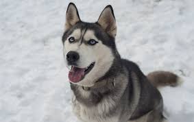 Siberian Husky Price Discover This Canines Cost My