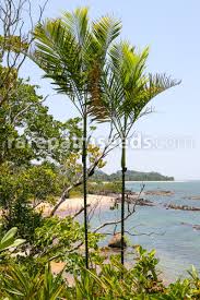 Image result for Lannea asymmetrica