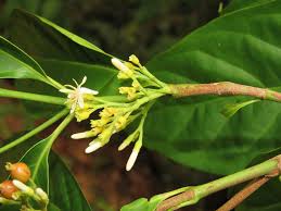 Image result for Aidia