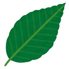 ブナの葉のイラスト かわいいフリー素材集 いらすとや