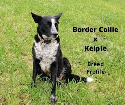 Find border collie puppies and breeders in your area and helpful border collie information. The Border Collie X Kelpie 2021 Breed Profile Gentledogtrainers Com Au