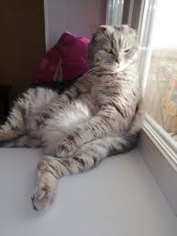 Одежда для беременных и кормящих. Sizhu Kak Udobno Pikabu