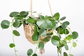 Image result for Cissus rotundifolia