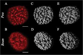Parasites do not contain chlorophyll. Chlorophyll Fluorescence Of Intact Chloroplasts Revealed By Clsm And 3d Download Scientific Diagram