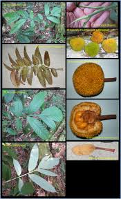Image result for Artocarpus