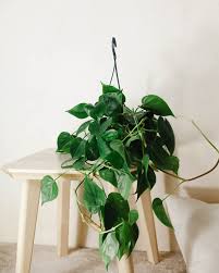 Image result for Filodendron Philodendron