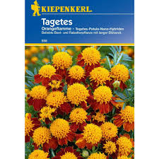 Image result for Tagetes patula