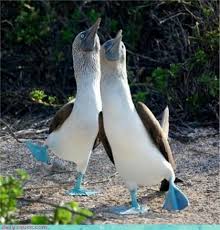 Bird With Blue Feet Pin On Bird S The Word