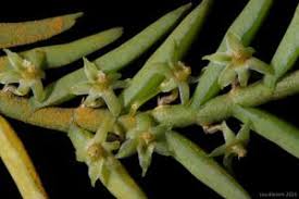 Image result for Tridactyle tridactylites