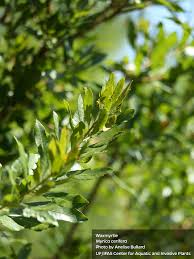 Image result for Myrica serrata