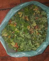 Image result for Pelargonium alchemilloides