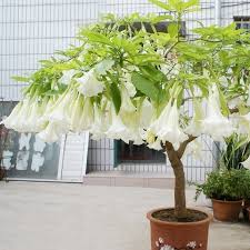 Maybe you would like to learn more about one of these? 100 Pcs White Datura Seed Balcony Plant Flowers Potted Bonsai Seeds Garden Herbs Mandala Flower Seeds Flower Seeds Bulk Flower Washclothflower Garden Seed Aliexpress