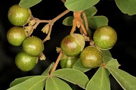 Image result for Vitex payos